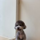 위드퍼피숑 이미지