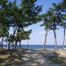 소나무 풍경 이미지