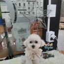 다오 에스테 | 다산신도시애견미용 화이트 크림푸들 레오 미용 다산베넷미용 별내애견미용 도농애견미용