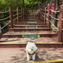 한반도면-5 | 영월 애견동반 여행 가볼만한곳 한반도 지형 전망대 포토존 주차장 추천 방문후기