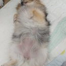 우리콩