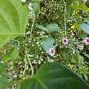 사광농장 이미지