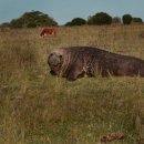 한사자농장 이미지