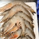 대하 | 자연산 대하 후기(대하찜 찌는 시간, 대하머리마늘버터구이)