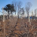 황포냉면 이미지