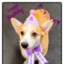 댕댕레시피 이미지