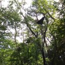 장복산조각공원 Daum카페