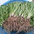 하얀민들레 이미지