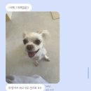 펫살롱 댕댕 | 익산애견미용 꼬몽펫살롱, 오존수로 더 꼼꼼한 반려견케어
