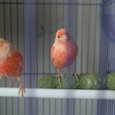 호빈조류새농장 이미지