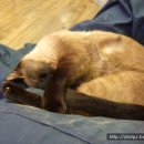 고양이카페 이미지