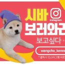 왕초켄넬 이미지