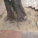 대구고등학교 | 대구고등학교 가로수 인조잔디 시공