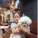 개랑놀아주는남자 이미지