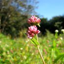 강아지풀 이미지