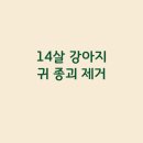 좌천동물병원