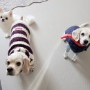 오늘도 즐겁개 이미지