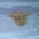 죽도세탁 이미지