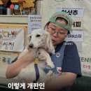 펫밀리 | [없슝] 이거 완전히 개판이구만~(positive) | 서울국제환경영화제 지구WE펫밀리축제 후기