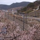 원동달팽이 이미지