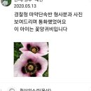 꽃그지 정원 중국물망초와 마약양귀비 필독 이미지