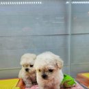 멍멍왕자 야옹공주 이미지