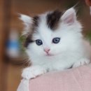 나는 고양이에 빠지다 이미지