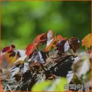 은행가든 이미지