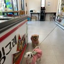 연희재 애견펜션 이미지