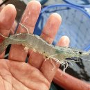 삼성호낚시슈퍼 이미지