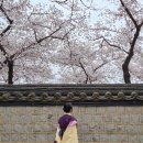 경주여중 앞 | 경주 벚꽃 실시간 만개: 흥무로벚꽃길 대릉원 돌담길