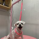 토브 펫 살롱 이미지