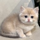 울산고양이분양 도레미캣 이미지