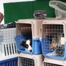 밸런스독 이미지