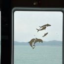 청산도봄 | 완도 청산도 여행 깔끔한 펜션 추천 청보리펜션 유채방 후기