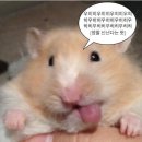 시립중앙도서관 | 혼마 베레스 키와미6 여성 인기 아이언세트 구매 매장방문 피팅 후기 원주 시립중앙도서관 골프채매장
