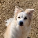 애견카페왕 이미지