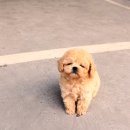 스타일독앤캣 강아지고양이 부천본점 | 옹진강아지분양 믿을수있는곳에서 똑똑하게 입양받자