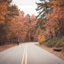 나무들의 수다 이미지