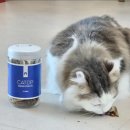 생선파는고양이 | 고양이간식트릿 아기 고양이 간식 추천 기호성 100%랍니다