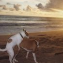 KGB kennel(케이지비 캔넬) | 강아지 붕가붕가 /강아지 교미 흉내 하는 이유 ,훈련