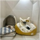 부산애견호텔 강아지 유치원 맘바이 서면본점 이미지