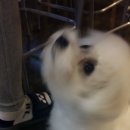 킹콩하우스 애견카페 이미지