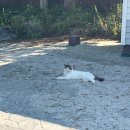 신두리5초바다별장 이미지