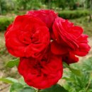 레드피아노 이미지