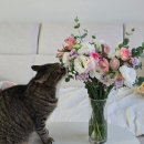 지에스25 마도청운빌점 | [냥냥톡톡] 사진일기 소비기록 먹은기록 그냥 기록