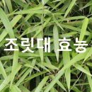 청아식품 Daum카페