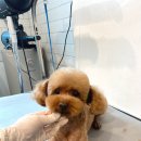 홍글몽글 이미지