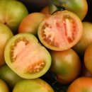 장구농장 | 6시내고향 부산 대저 토마토 택배 주문 연락처 짭잘이토마토 농장