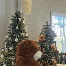 세라젬 인천청라점 | 청라 크리스마스 분위기 추천 / 내돈내산